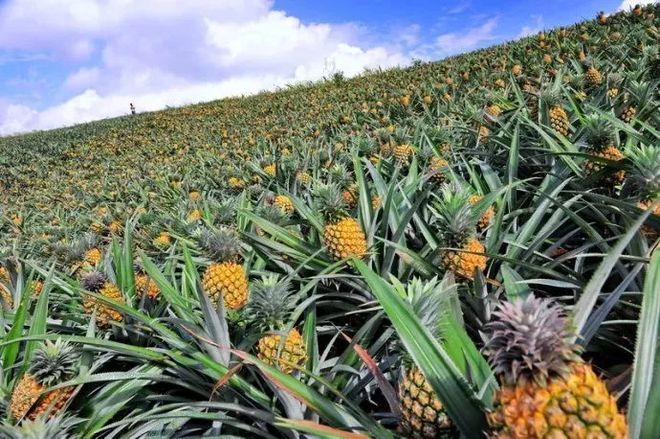 金年会客户端-如何使用新鲜香草提高夏季玉米饼风味